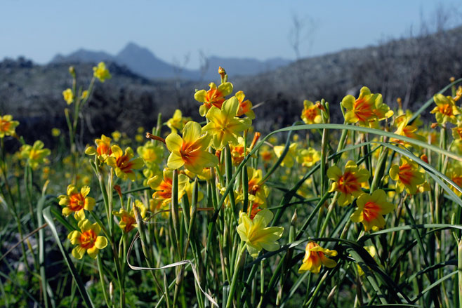 Moraea ochroleuca