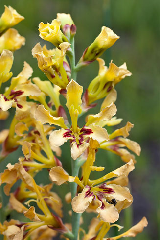 Tritoniopsis flava