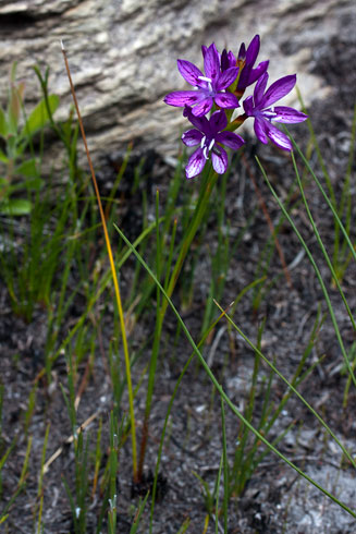 Thereianthus bracteolatus 