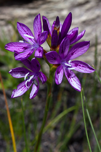 Thereianthus bracteolatus