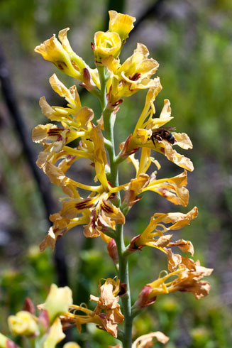 Tritoniopsis flava