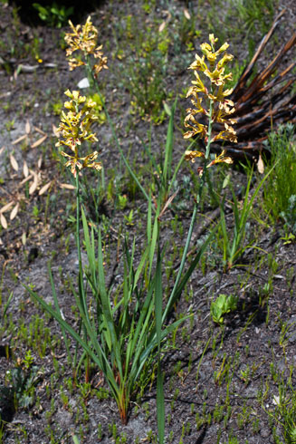 Tritoniopsis flava