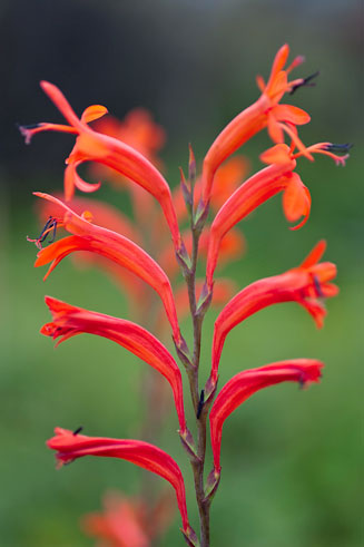 Watsonia angusta  