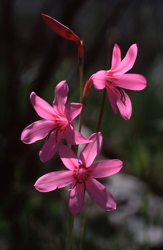 Watsonia rogersii
