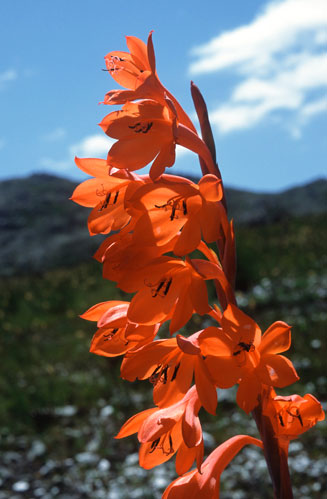 Watsonia schlechteri