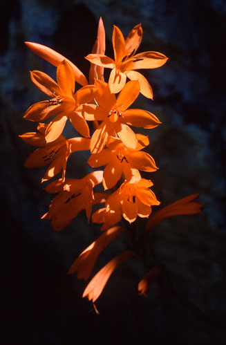 Watsonia schlechteri