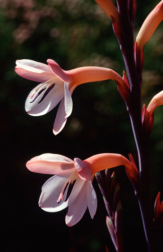 Watsonia tabularis