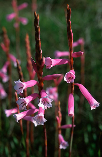 Watsonia aletroides