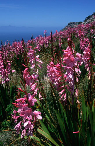 Watsonia borbonica