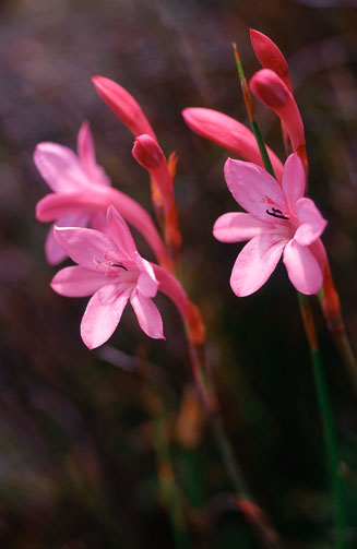 Watsonia paucifolia 