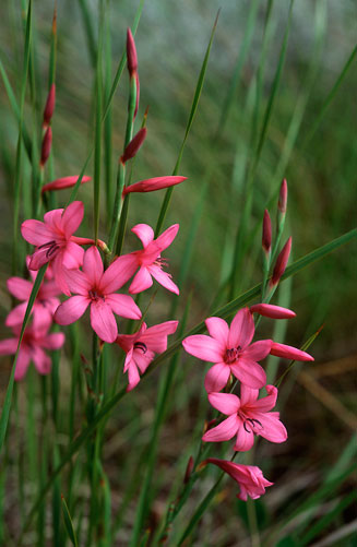 Watsonia rogersii
