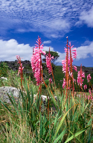 Watsonia confusa 