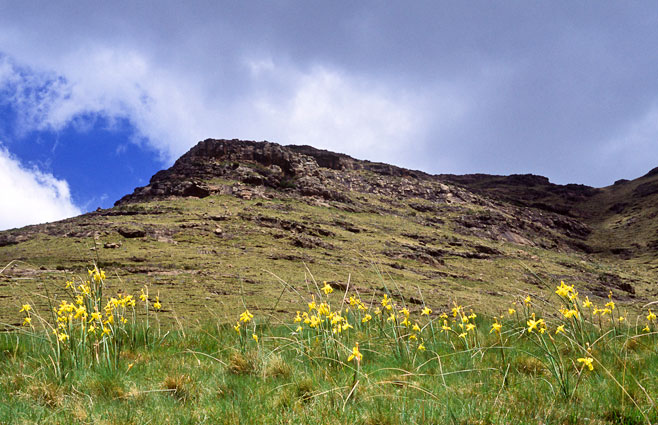 Moraea spathulata 