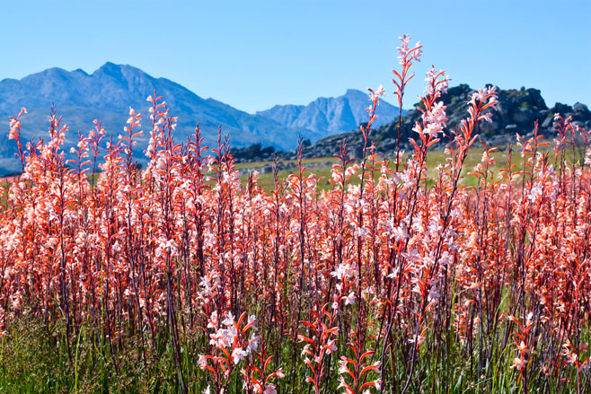Watsonia stokoei