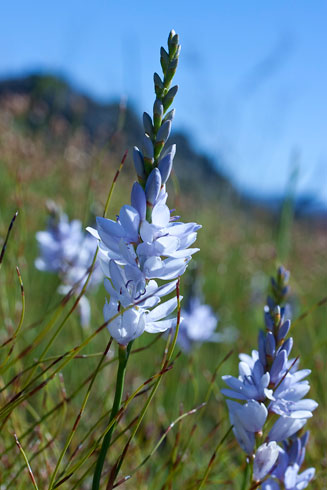 Thereianthus racemosus