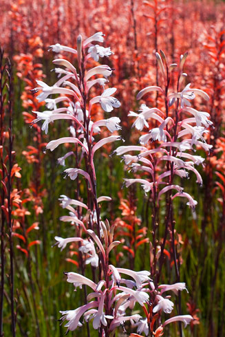 Watsonia stokoei