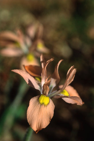 Moraea papilionacea