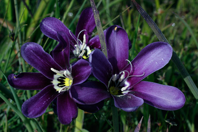 Sparaxis grandiflora