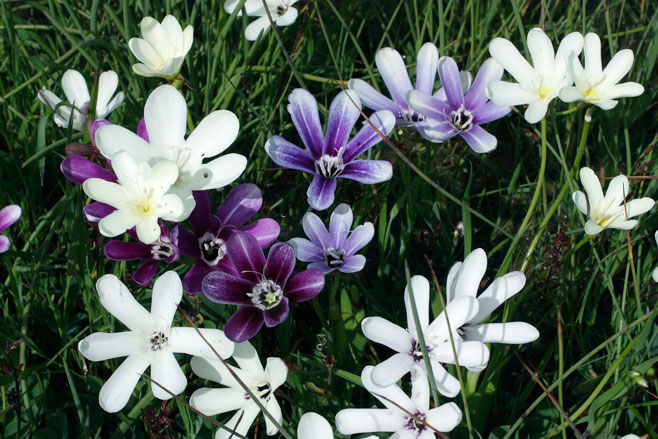 Sparaxis grandiflora