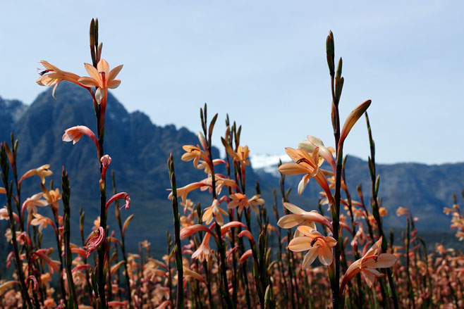 Watsonia meriana