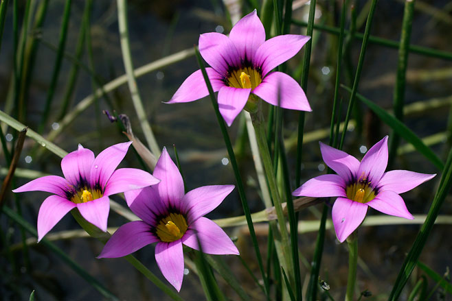 Romulea rosea
