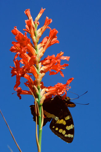 Tritoniopsis triticea 