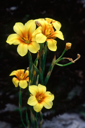 Moraea ochroleuca
