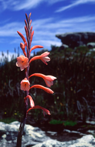 Watsonia tabularis