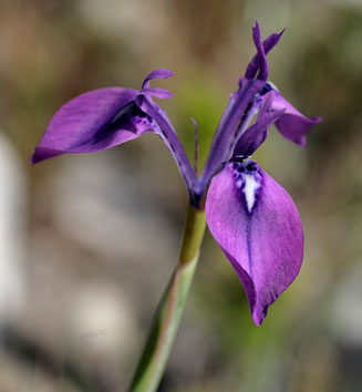 Moraea tripetala