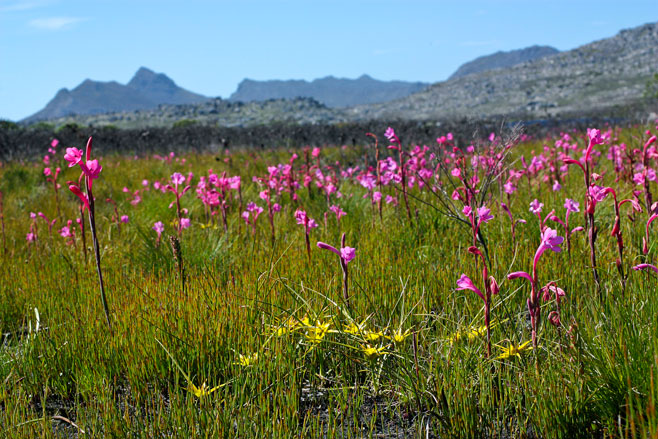 Watsonia coccinea