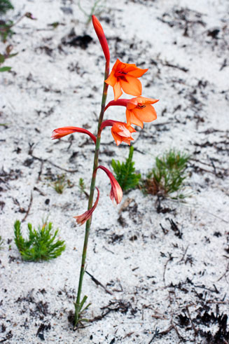 Watsonia stenosiphon