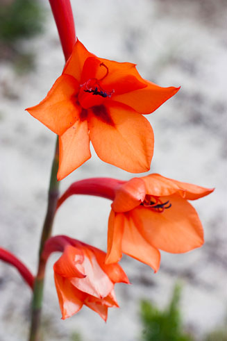 Watsonia stenosiphon