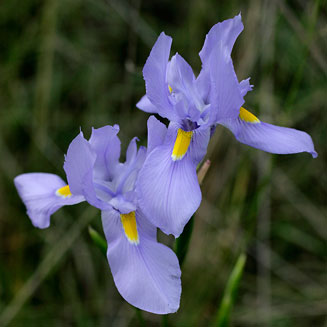 Moraea polystachya
