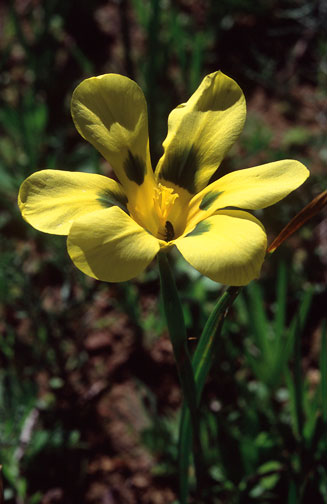 Moraea comptonii