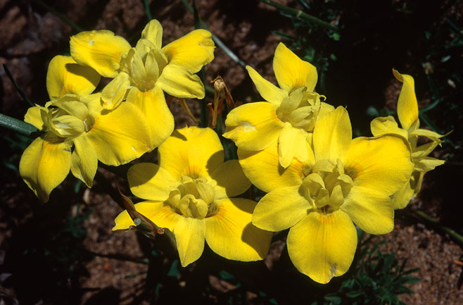 Moraea fugax