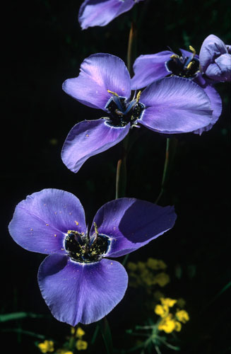 Moraea gigandra