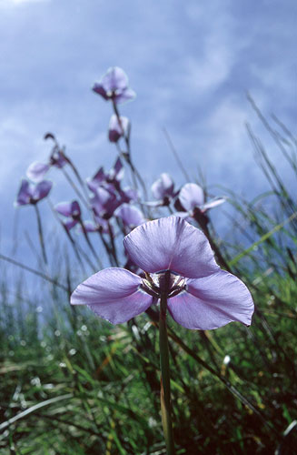 Moraea gigandra