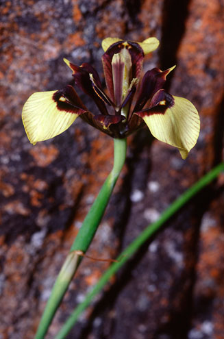 Moraea lurida