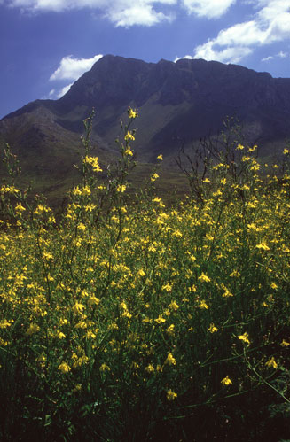 Moraea ramosissima