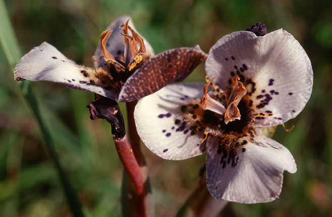 Moraea atropunctata