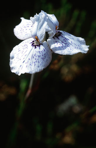 Moraea barnardii