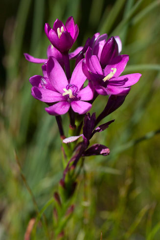 Thereianthus minutus 