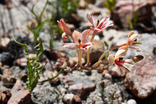 Tritonia undulata