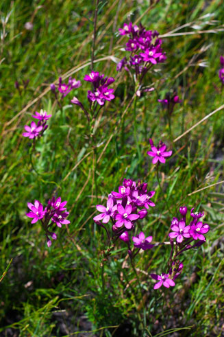 Thereianthus minutus 