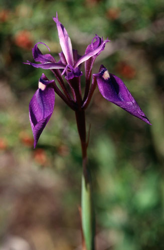 Moraea incurva