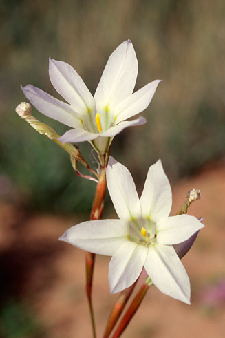 Moraea deserticola