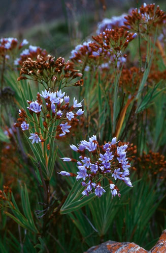 Nivenia parviflora 