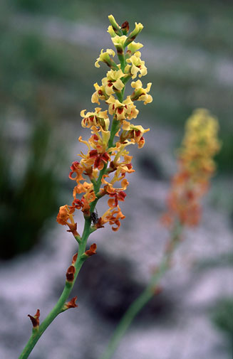 Tritoniopsis bicolor