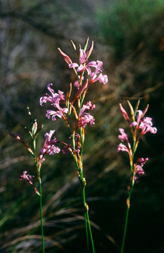 Tritoniopsis toximontana 