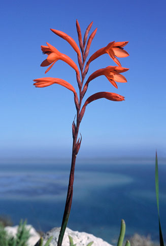 Watsonia hysterantha